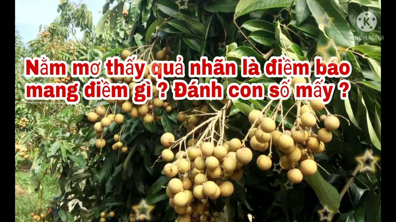 Mơ Hái Quả Nhãn Đánh Con Gì? - Khám Phá Ý Nghĩa Và Dự Đoán Tài Lộc